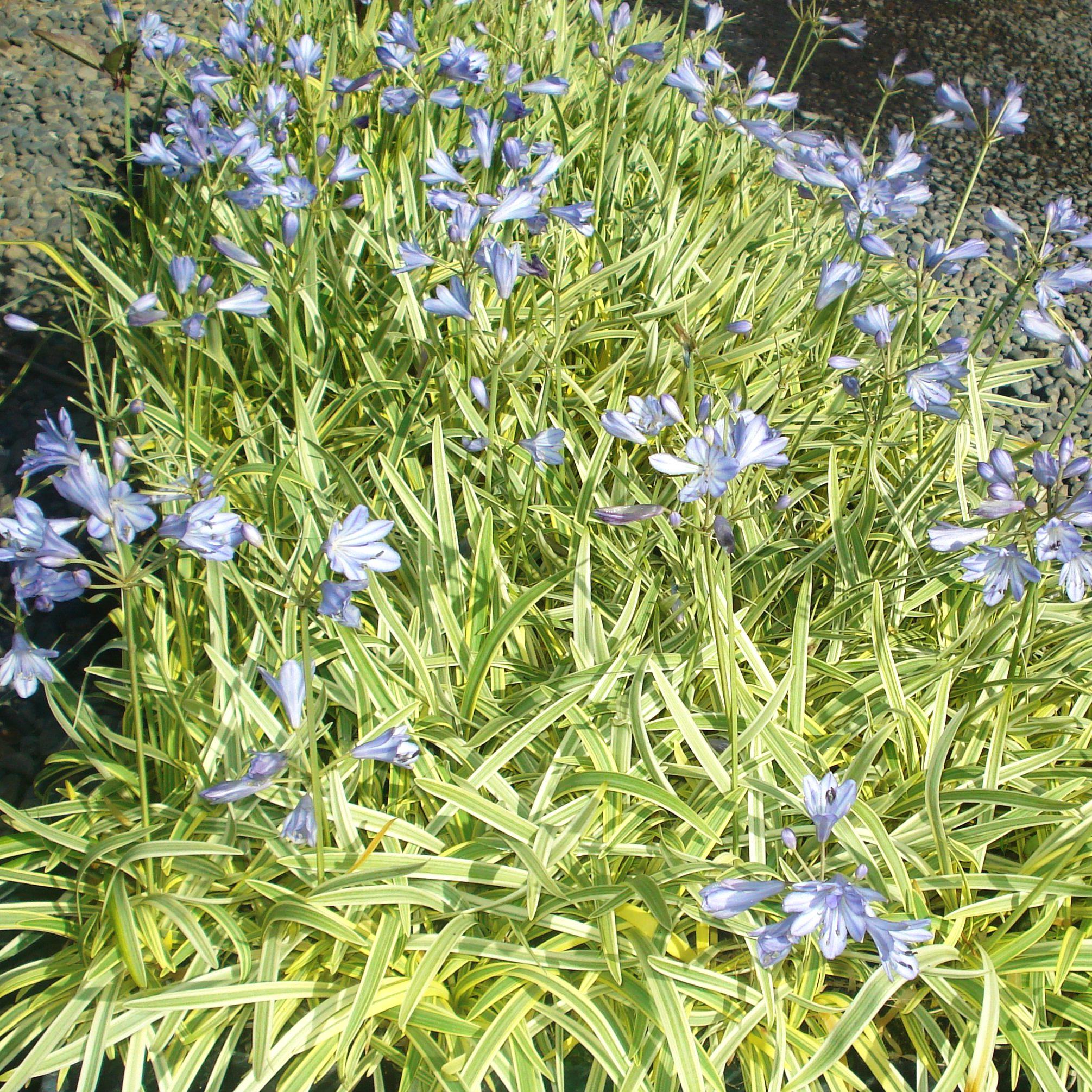 AGAPANTHUS Golden Drop ® - Pépinière La Forêt