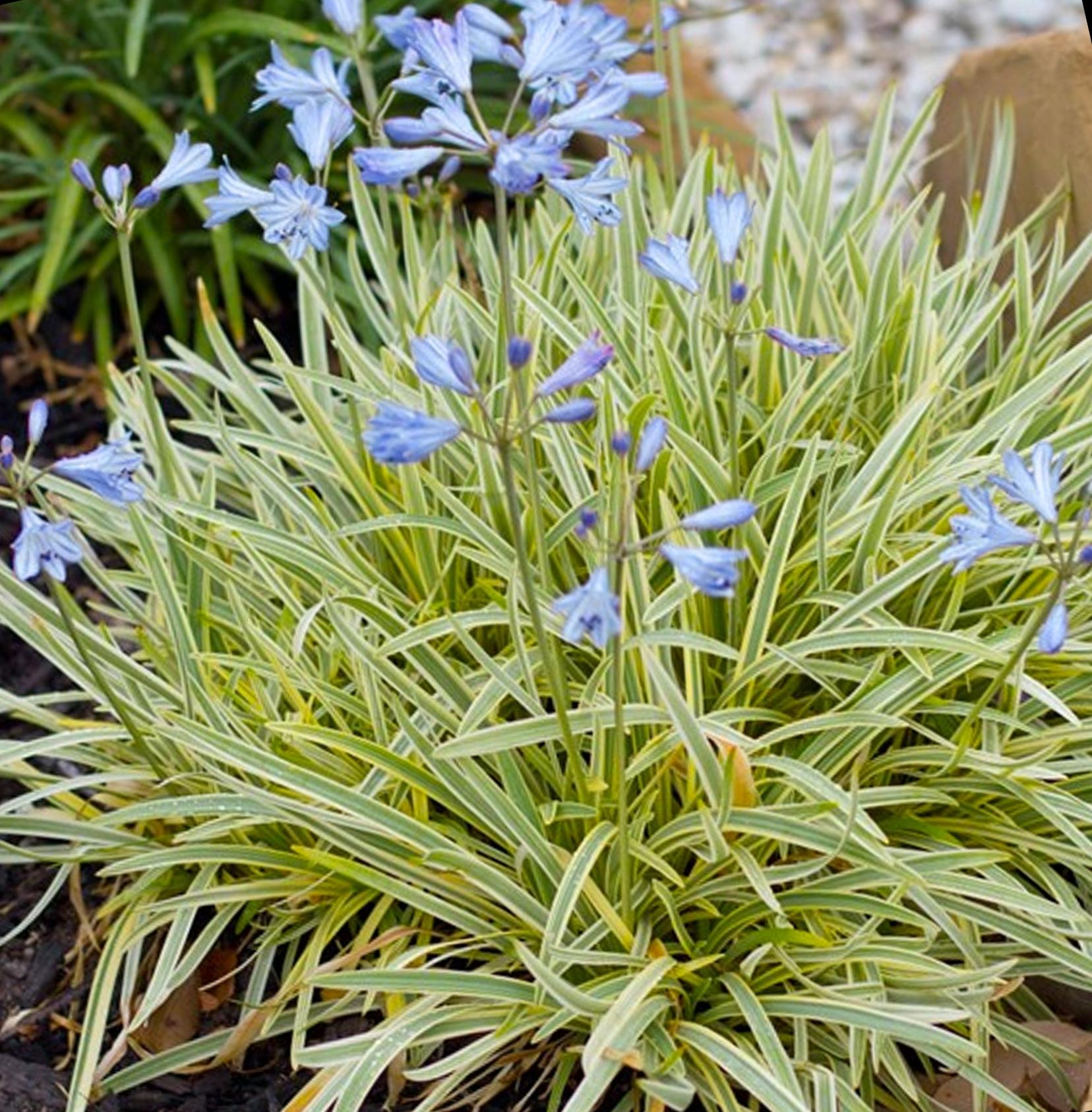 AGAPANTHUS Golden Drop ® - Pépinière La Forêt