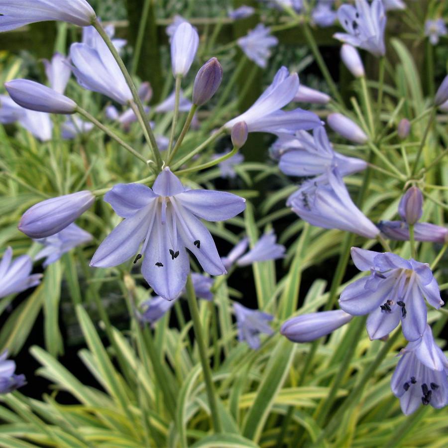 AGAPANTHUS Golden Drop ® - Pépinière La Forêt