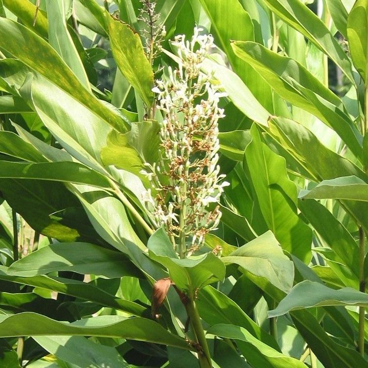 ALPINIA galanga - Pépinière La Forêt