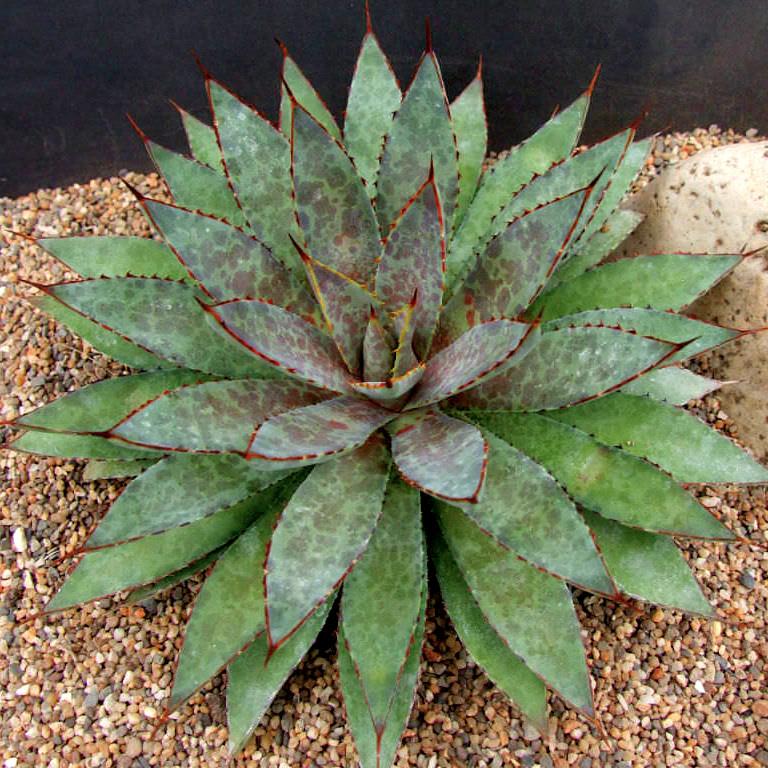 Agave Manfredii Bloodspot ( Mangave) - Pépinière La Forêt