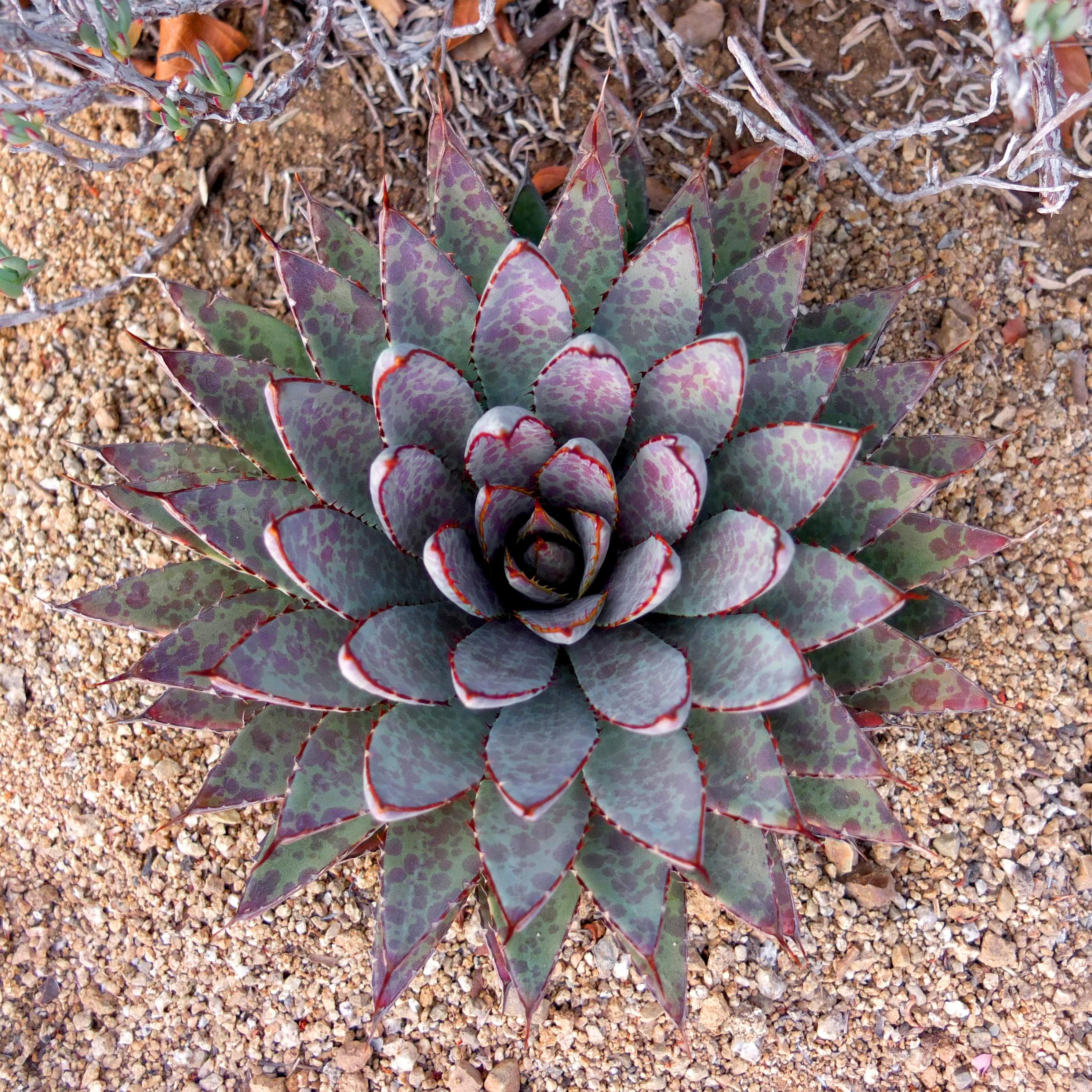 Agave Manfredii Bloodspot ( Mangave) - Pépinière La Forêt