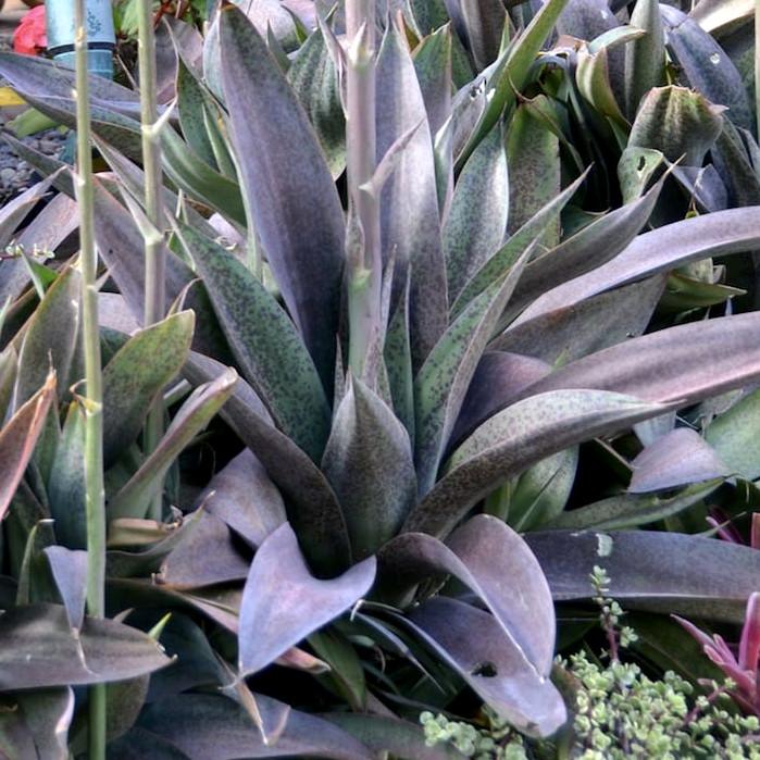 Agave Manfredii Macho Mocha ( Mangave) - Pépinière La Forêt