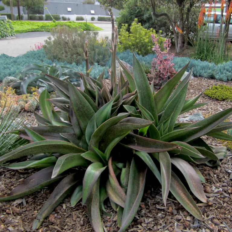 Agave Manfredii Macho Mocha ( Mangave) - Pépinière La Forêt