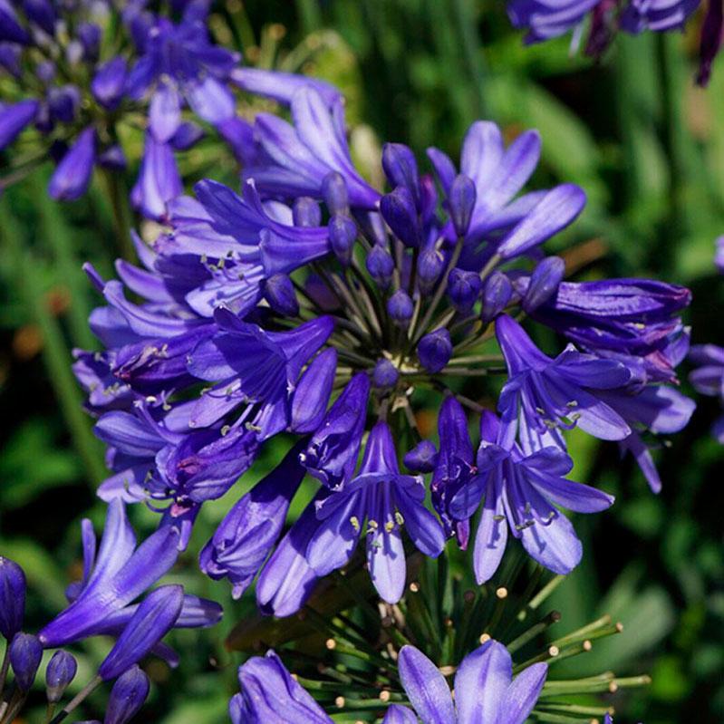 AGAPANTHUS STAR Ever Sapphir ®  - Pépinière La Forêt