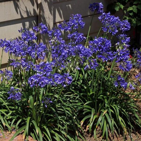 AGAPANTHUS STAR Ever Sapphir ®  - Pépinière La Forêt