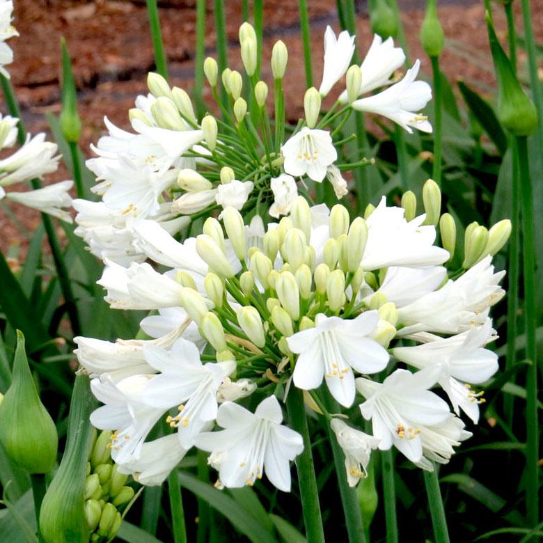 AGAPANTHUS STAR Ever White ® - Pépinière La Forêt