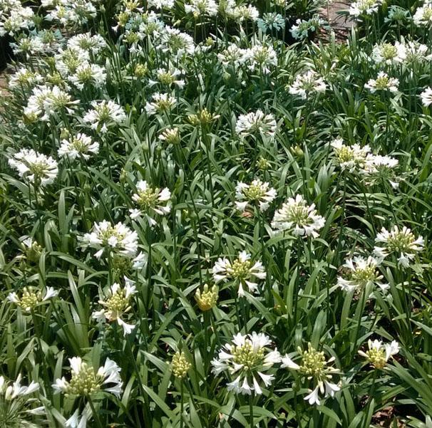 AGAPANTHUS STAR Ever White ® - Pépinière La Forêt