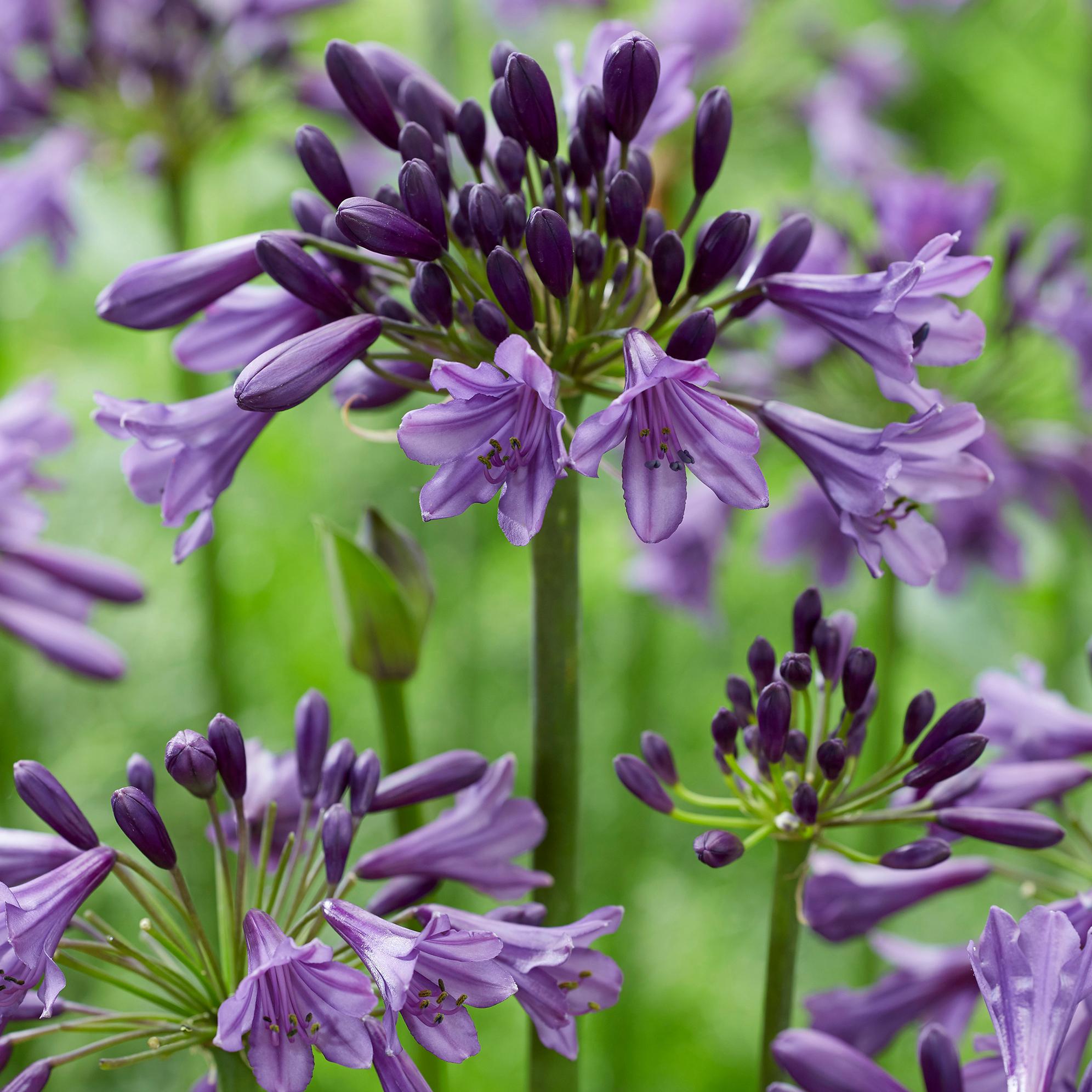 AGAPANTHUS STAR Poppin Purple ® - Pépinière La Forêt