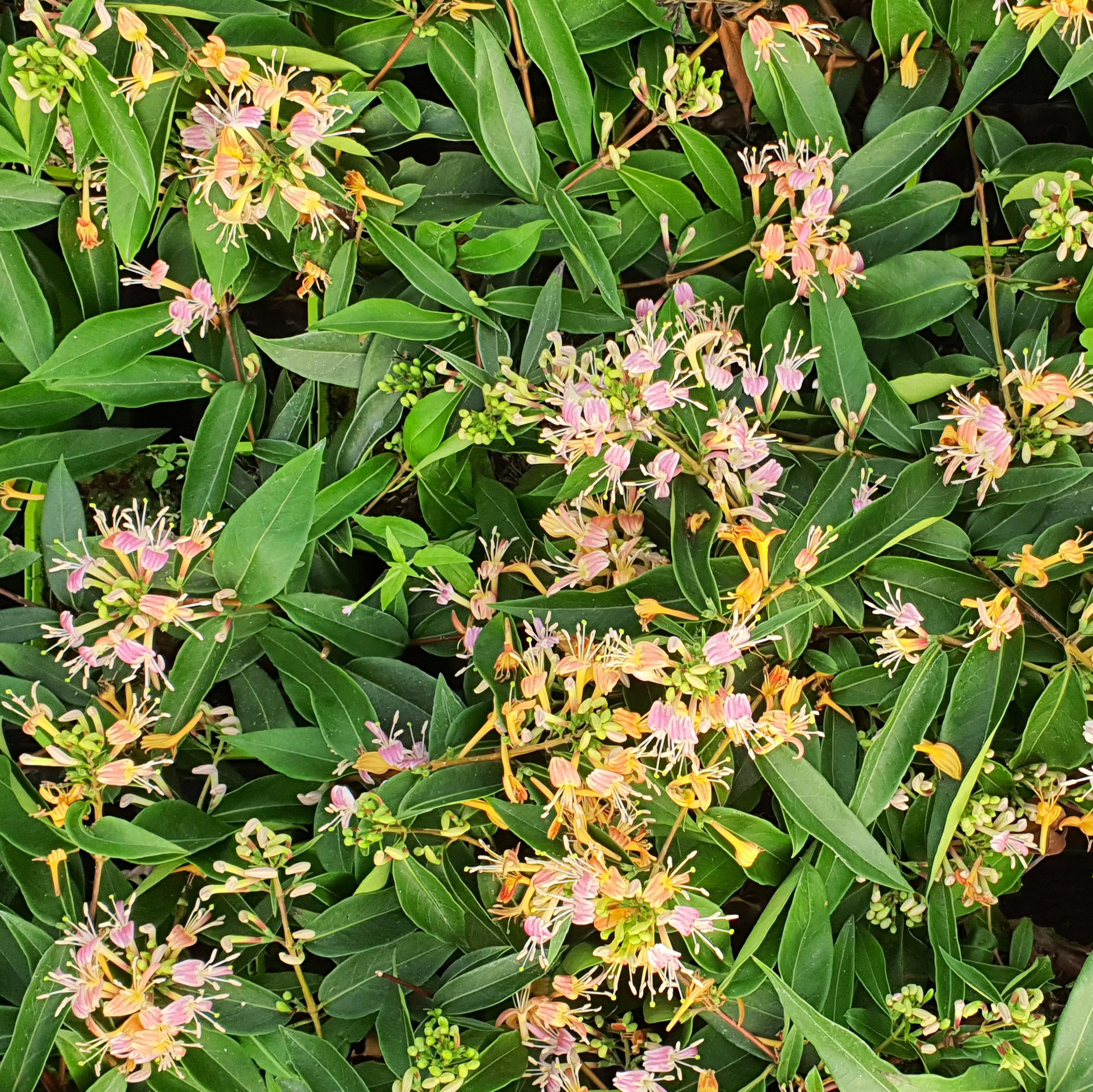 LONICERA X Marinella® - Pépinière La Forêt