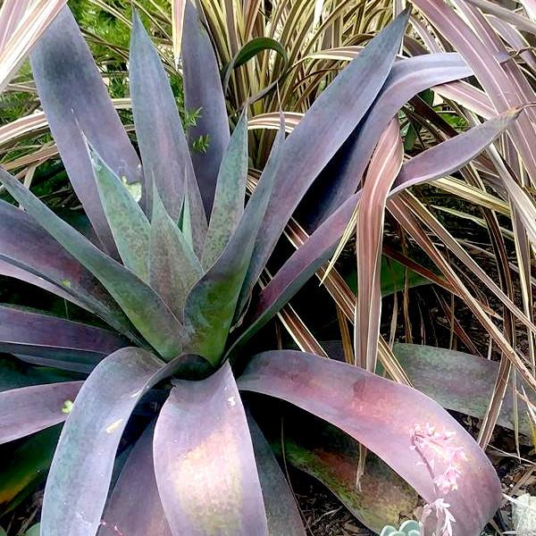 Agave Manfredii Macho Mocha ( Mangave) - Pépinière La Forêt