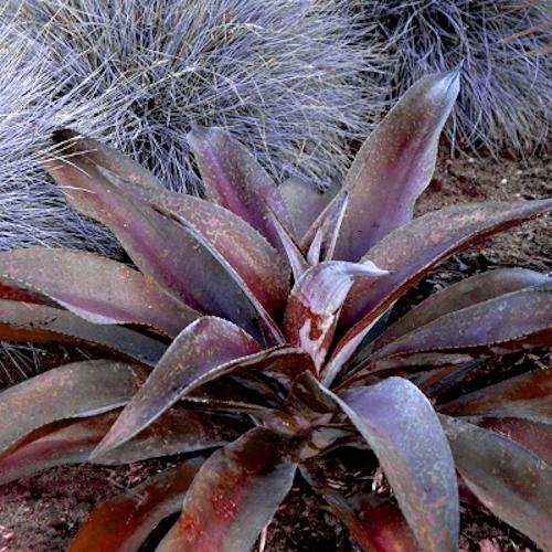 Agave Manfredii Purple Passion (Mangave) - Pépinière La Forêt