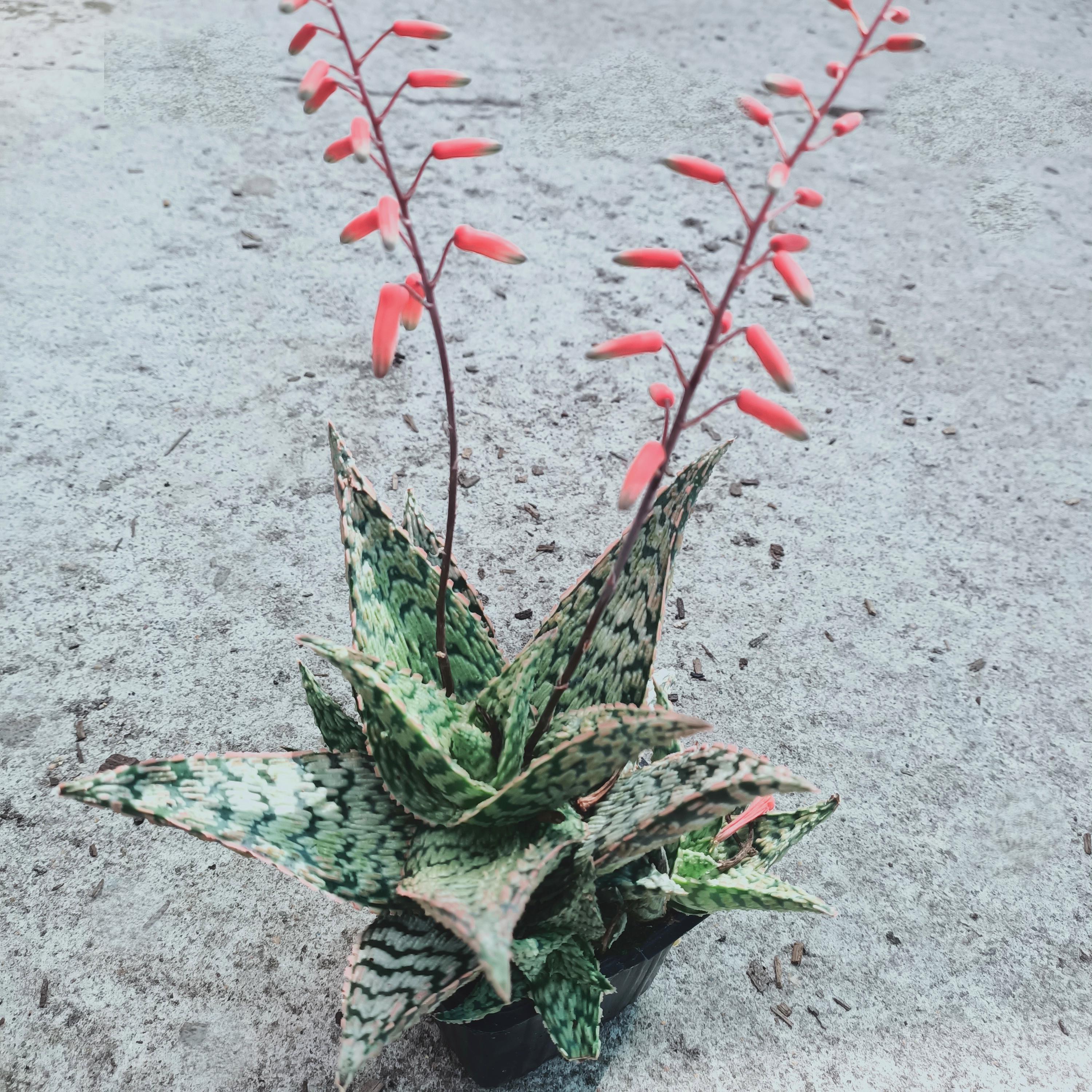 Aloe x rauhii Cleopatra - Pépinière La Forêt