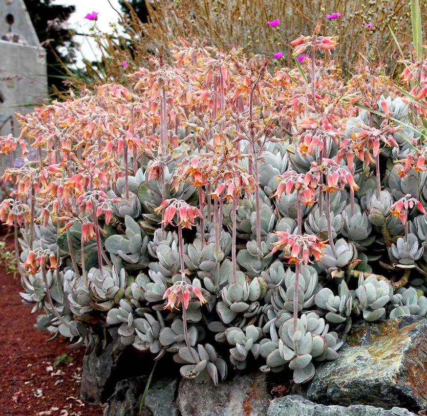 COTYLEDON orbiculata Gray - Pépinière La Forêt