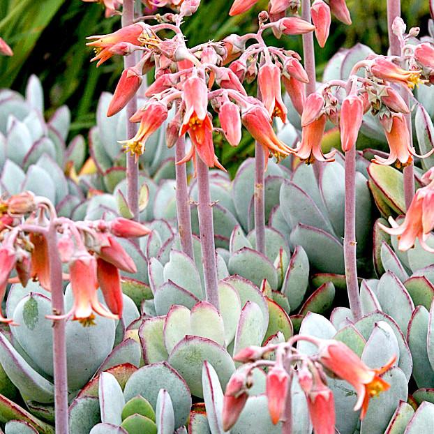 COTYLEDON orbiculata Gray - Pépinière La Forêt