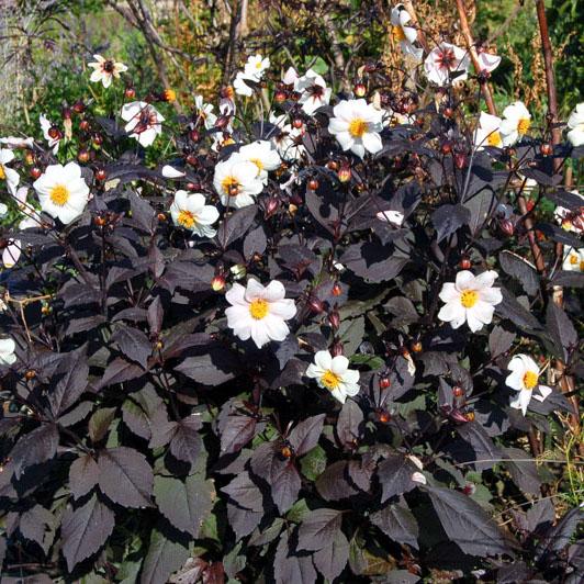 DAHLIA Twinning After Eight - Pépinière La Forêt