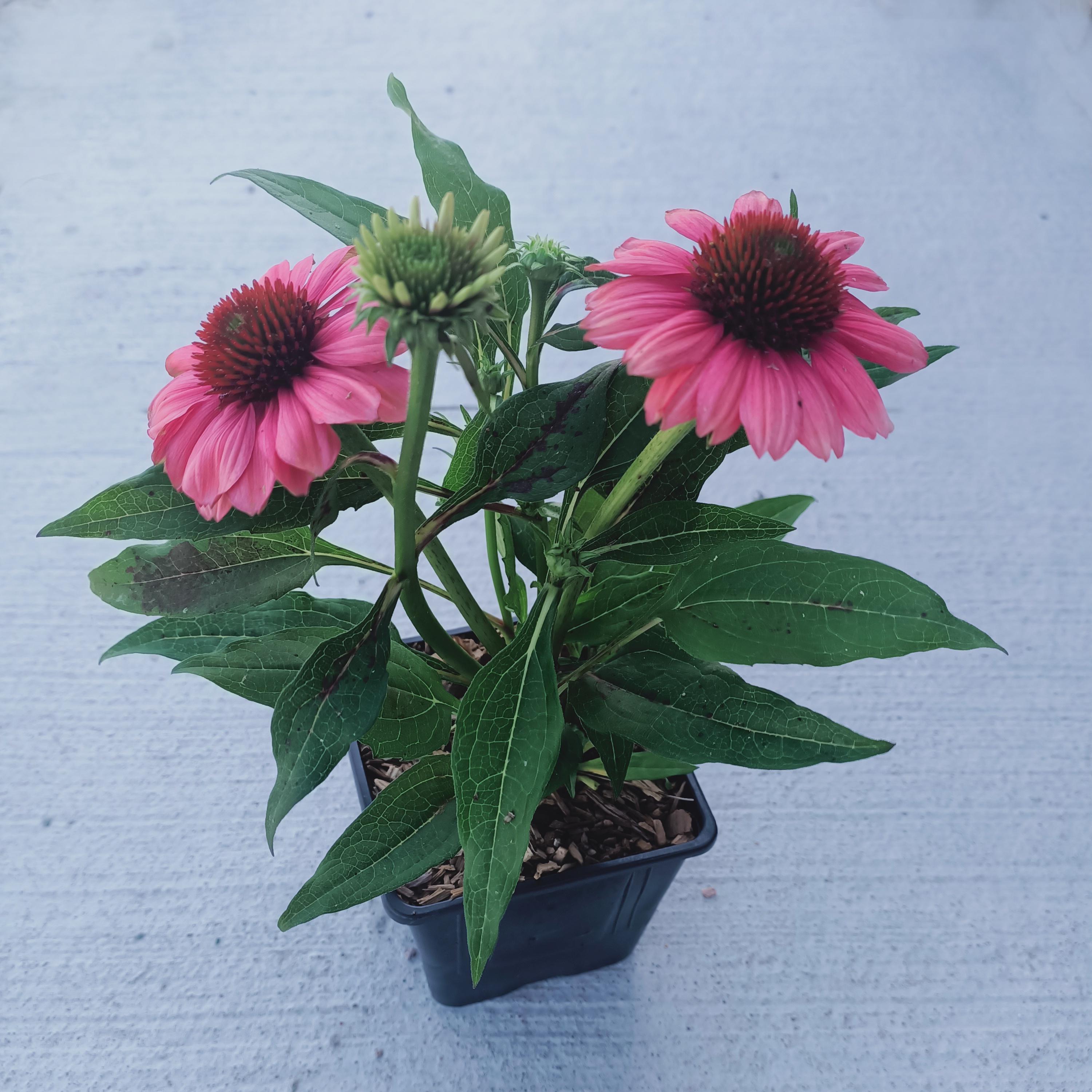 ECHINACEA evolution colorific® - Pépinière La Forêt