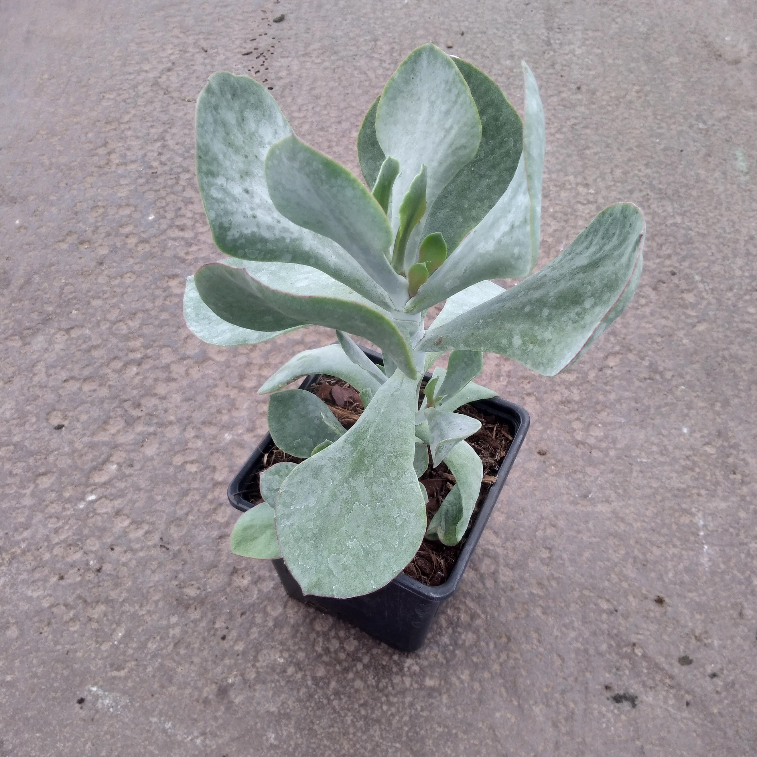 COTYLEDON orbiculata Gray - Pépinière La Forêt