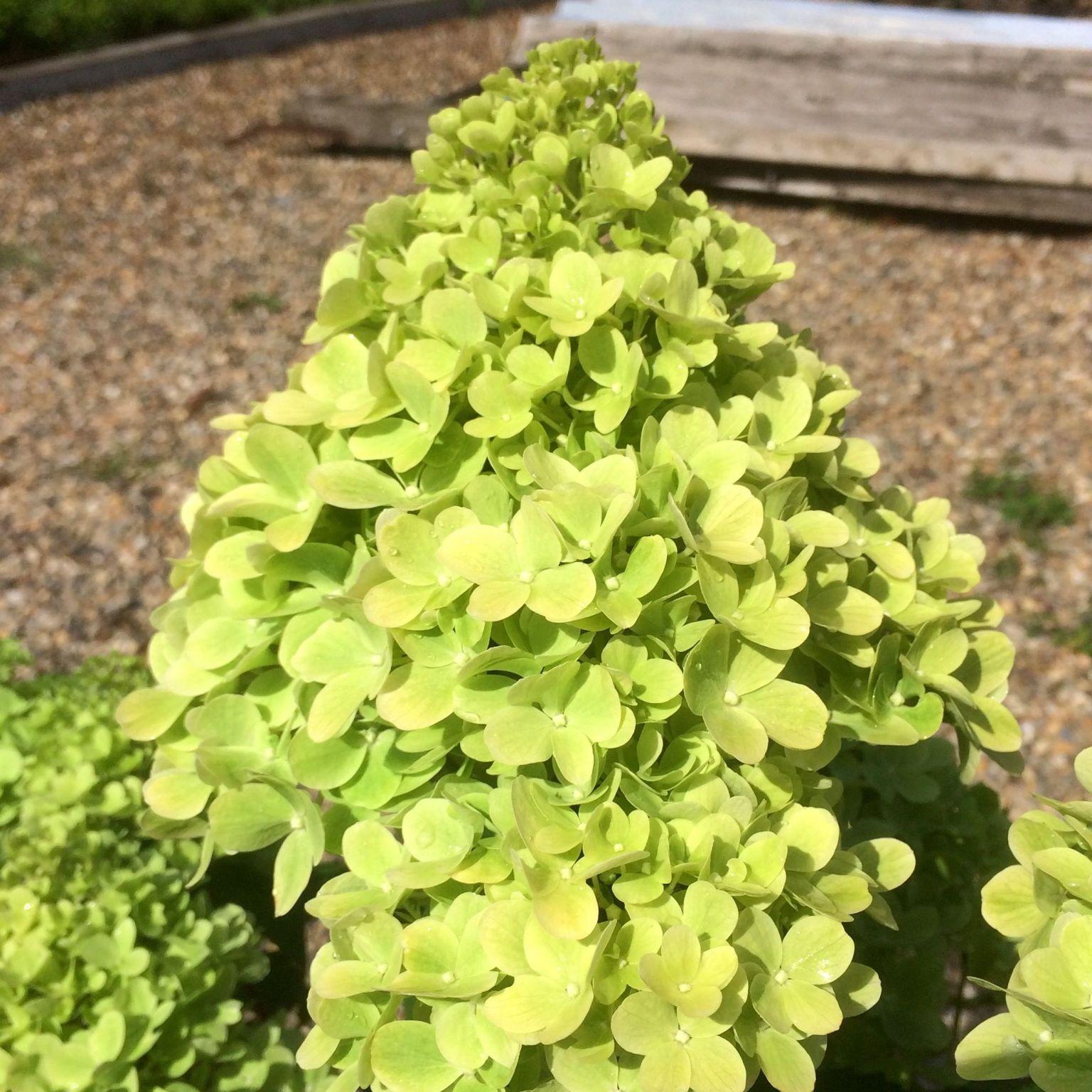 HYDRANGEA paniculata Mojito® - Pépinière La Forêt