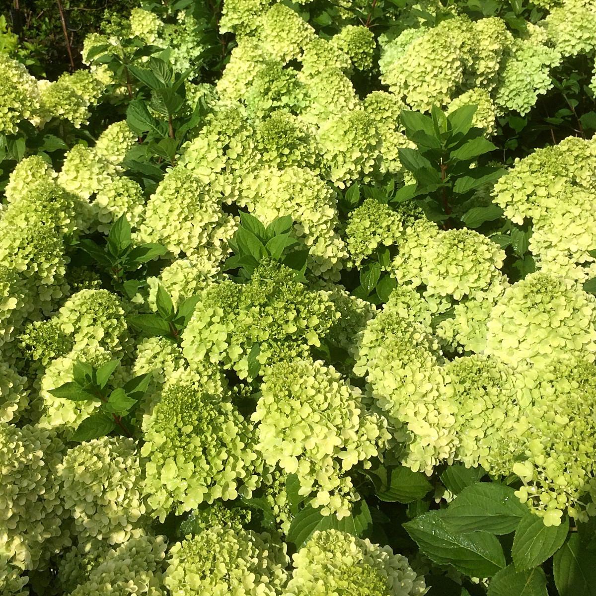 HYDRANGEA paniculata Mojito® - Pépinière La Forêt