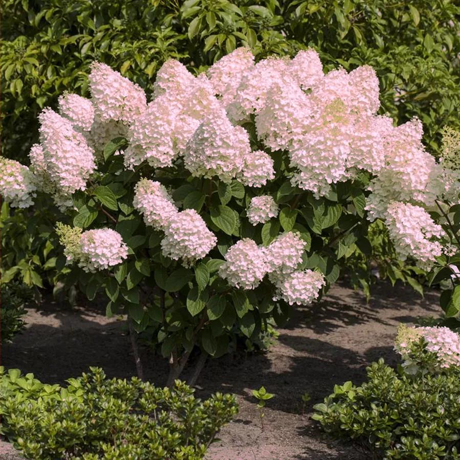 Hydrangea paniculata Silver Dollar - Pépinière La Forêt