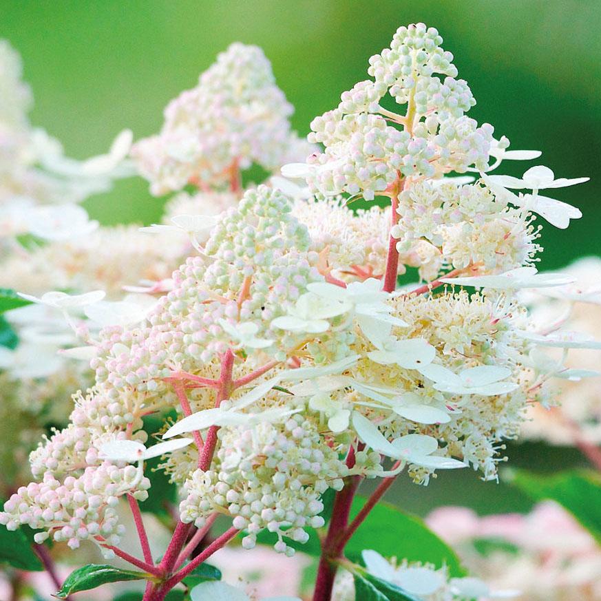 HYDRANGEA paniculata Early Harry® - Pépinière La Forêt