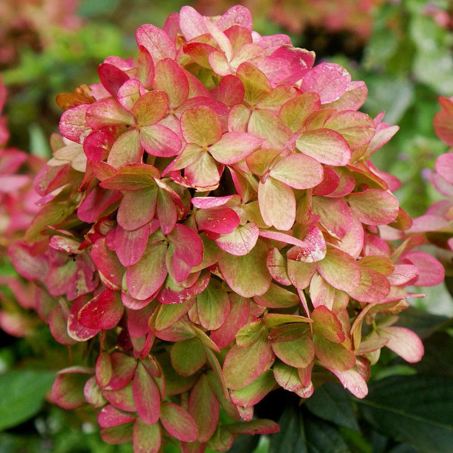 HYDRANGEA paniculata Graffiti® - Pépinière La Forêt