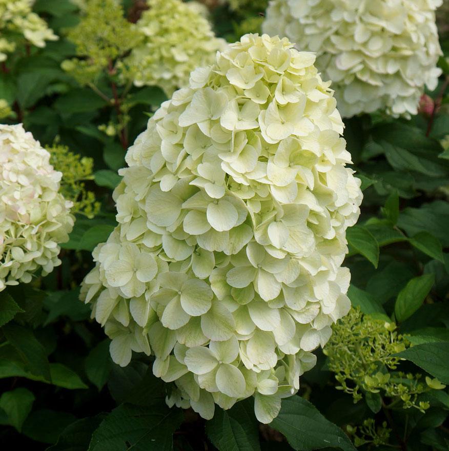 HYDRANGEA paniculata Hercules ® - Pépinière La Forêt