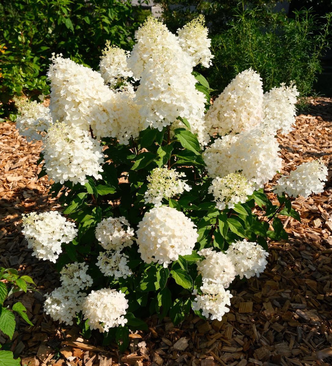 HYDRANGEA paniculata Hercules ® - Pépinière La Forêt