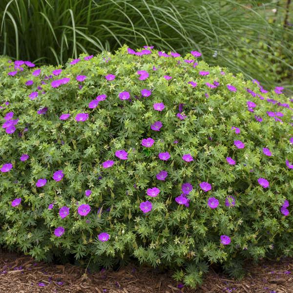 Geranium sanguineum - Pépinière La Forêt