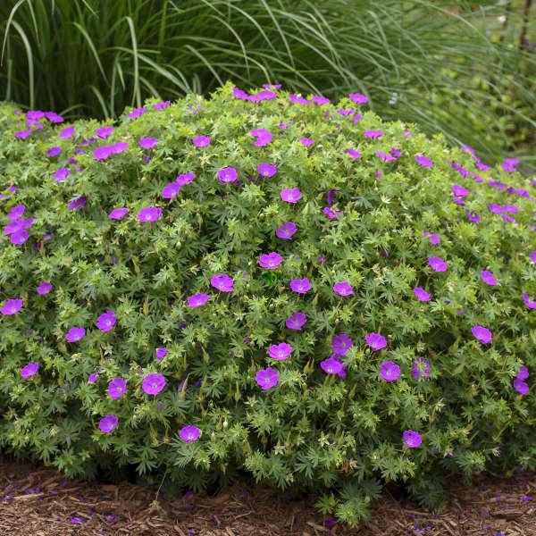 Geranium sanguineum - Pépinière La Forêt