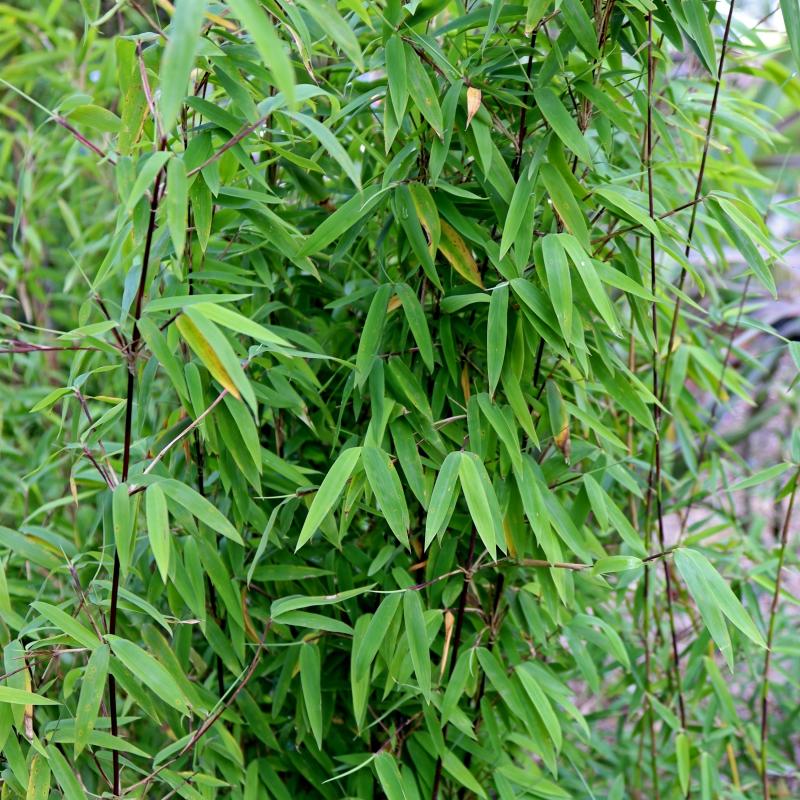 BAMBOU FARGESIA nitida Volcano - Pépinière La Forêt