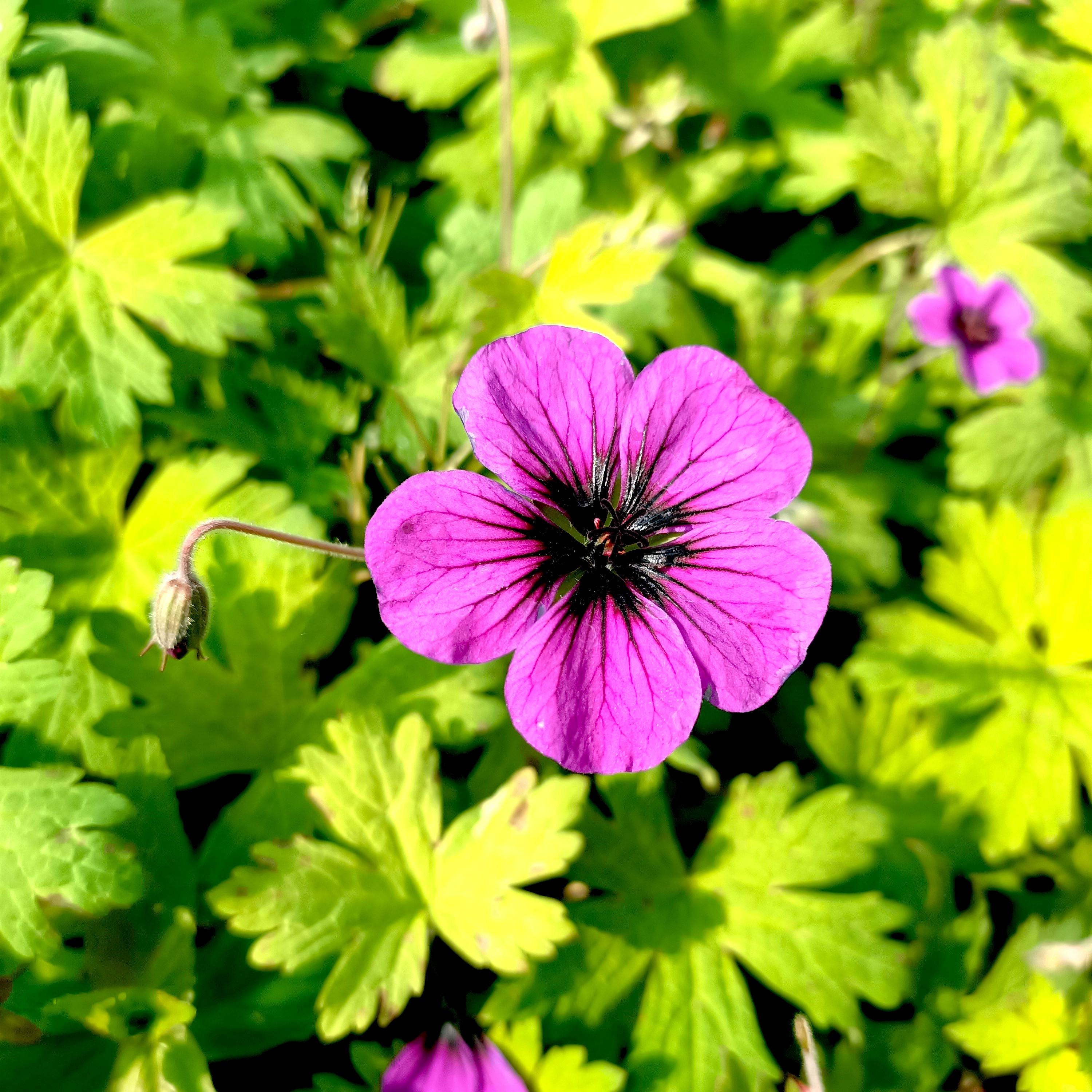 Geranium Ann Folkard - Pépinière La Forêt