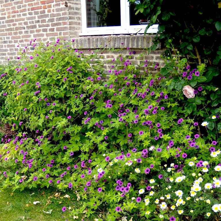 Geranium Ann Folkard - Pépinière La Forêt