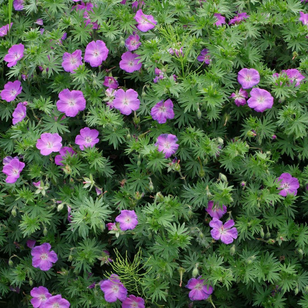 Geranium sanguineum - Pépinière La Forêt