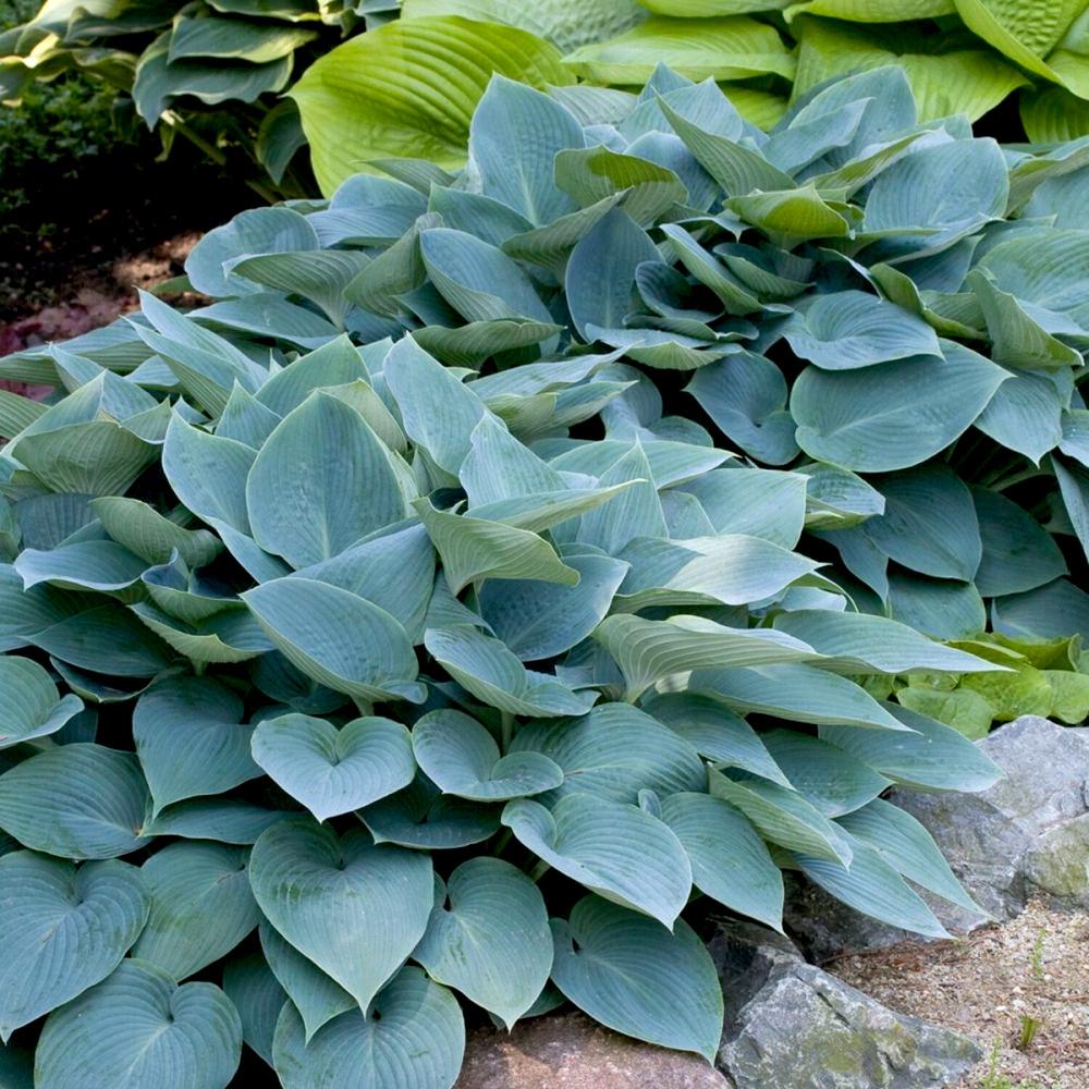 HOSTA Halcyon  - Pépinière La Forêt