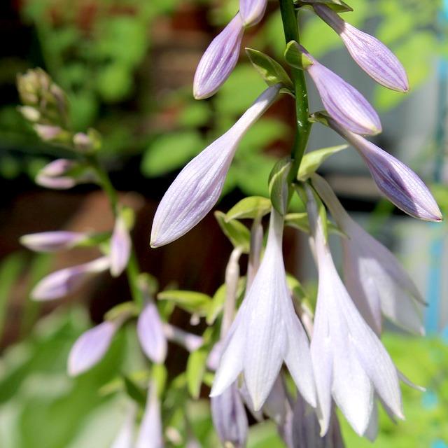 HOSTA Halcyon  - Pépinière La Forêt