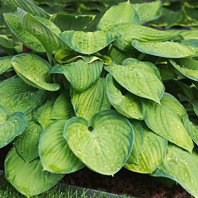 HOSTA Paul's Glory  - Pépinière La Forêt