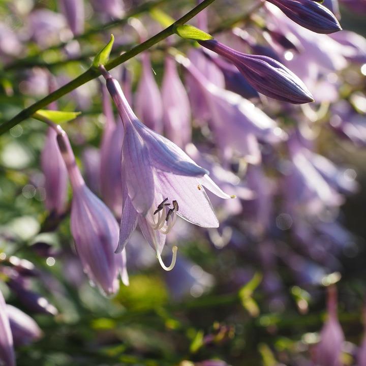 HOSTA Paul's Glory  - Pépinière La Forêt