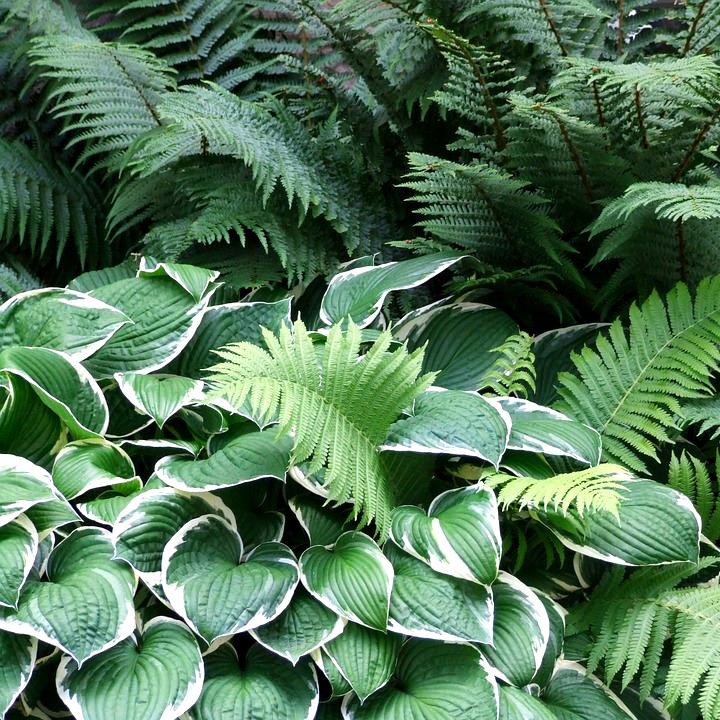 HOSTA Queen Josephine  - Pépinière La Forêt