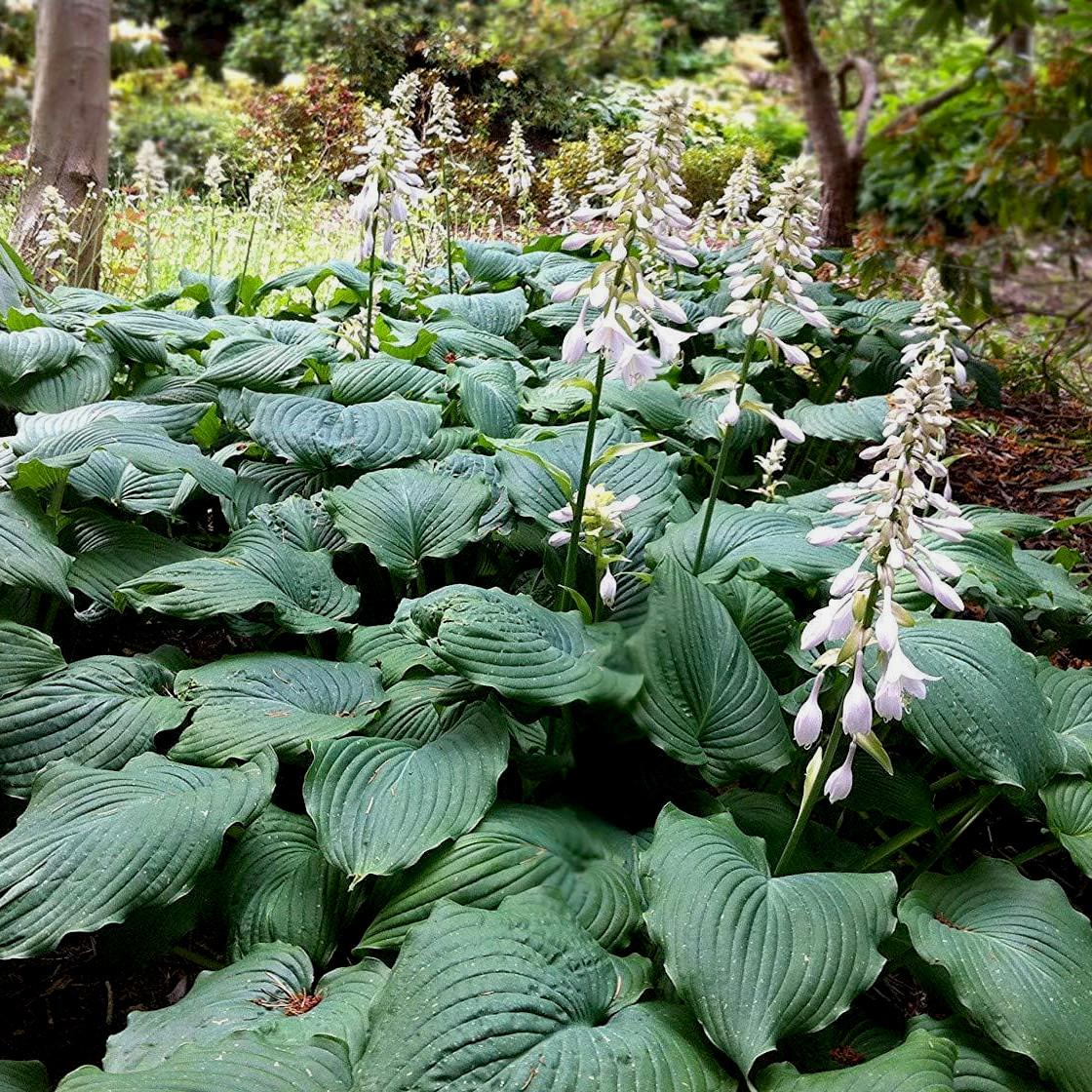 HOSTA Sieboldiana Elegans - Pépinière La Forêt