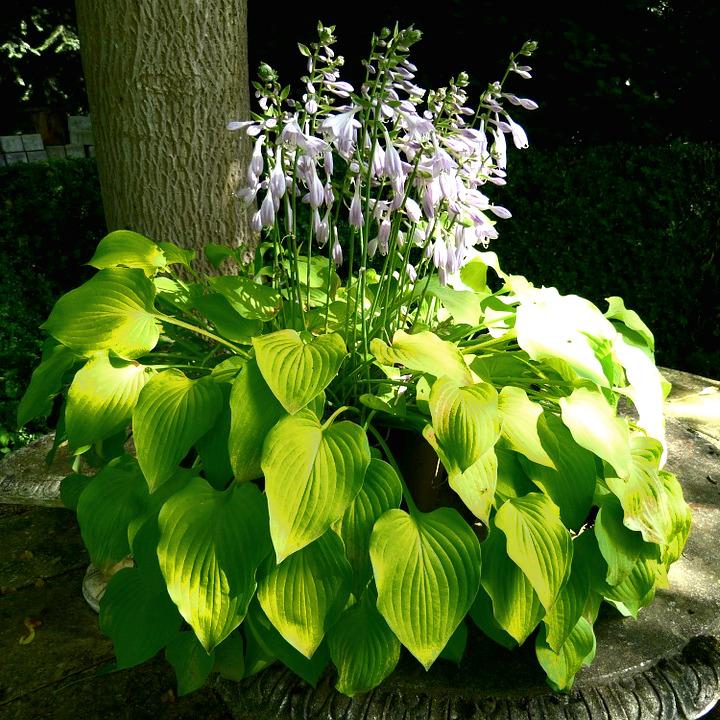 HOSTA Sunny Halcyon  - Pépinière La Forêt