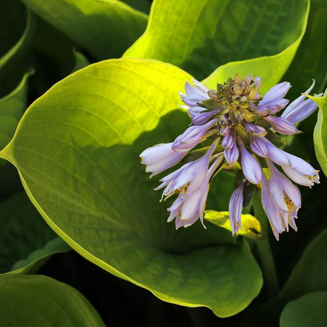 HOSTA Sunny Halcyon  - Pépinière La Forêt