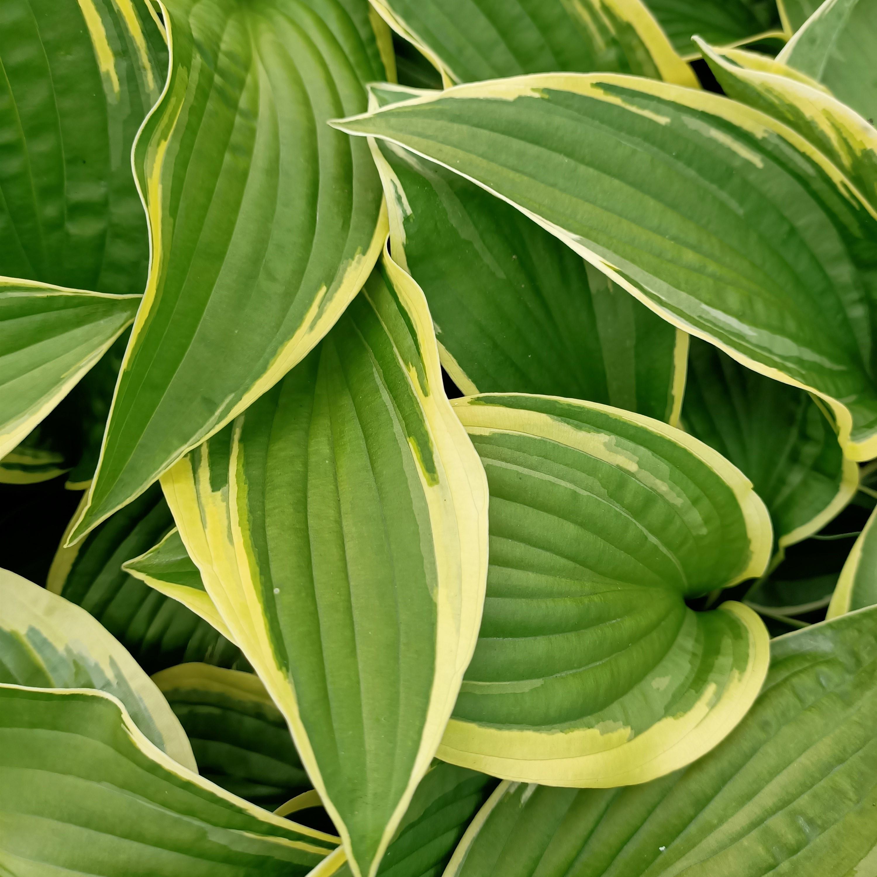 HOSTA Wide Brim  - Pépinière La Forêt