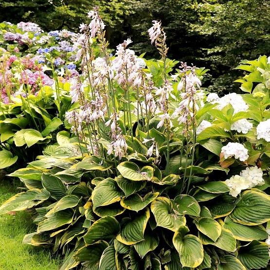 HOSTA Wide Brim  - Pépinière La Forêt