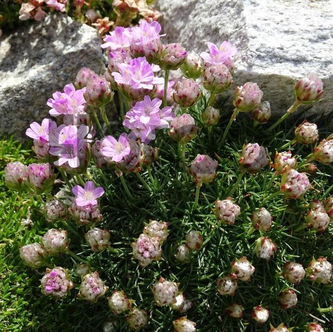 Armeria New Zealand Form - Pépinière La Forêt