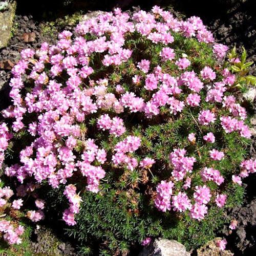 Armeria New Zealand Form - Pépinière La Forêt