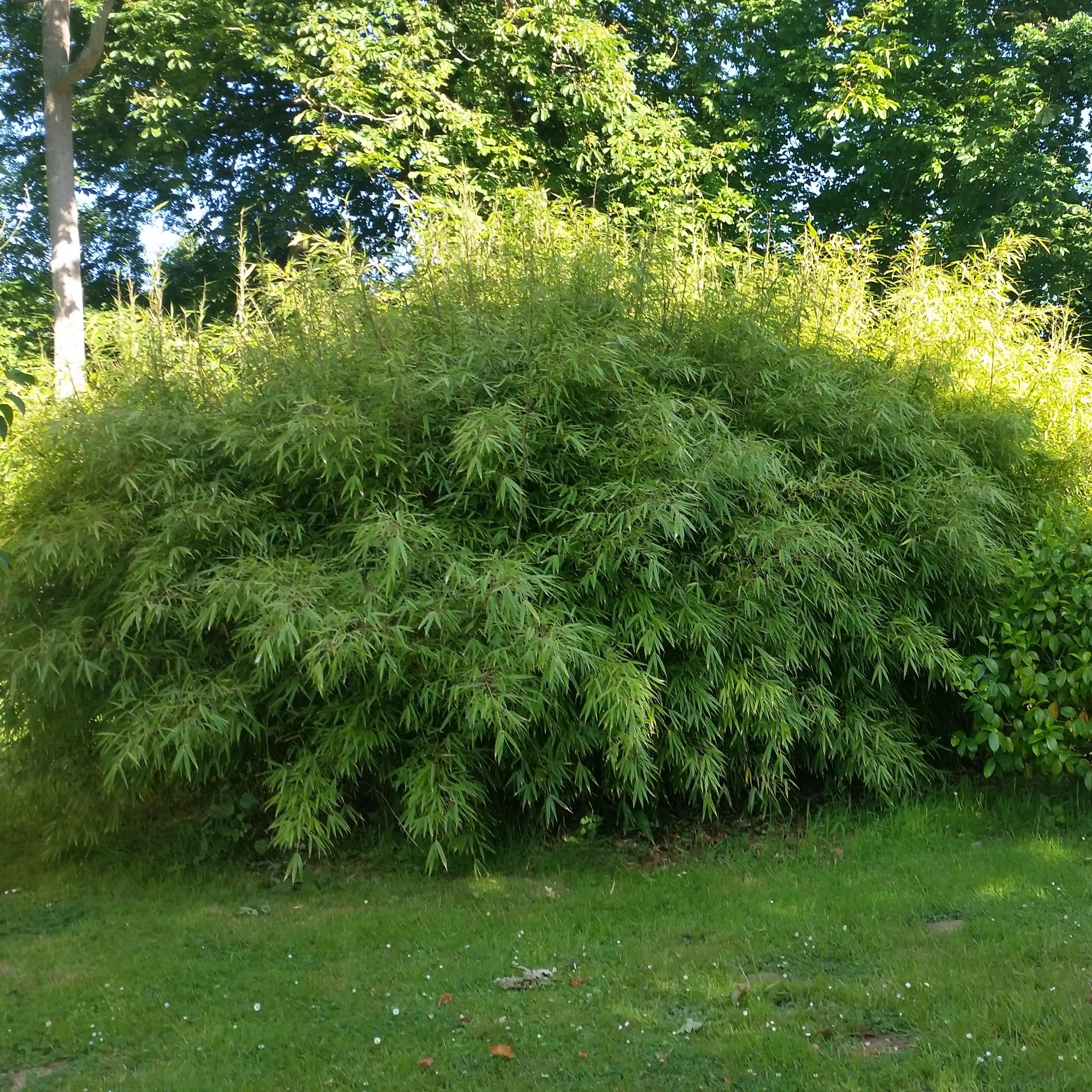 BAMBOU FARGESIA rufa  - Pépinière La Forêt