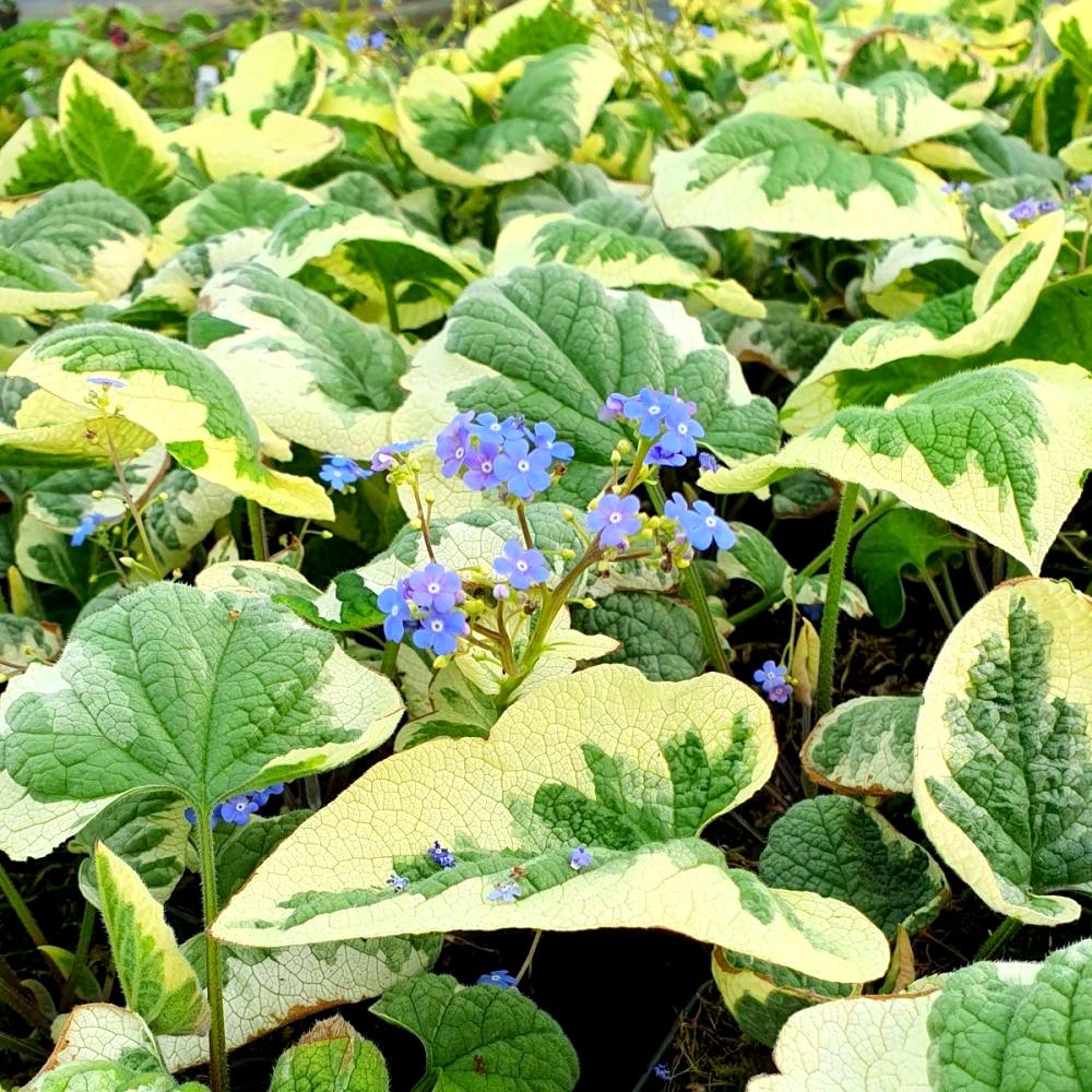 BRUNNERA macrophylla Variegata - Pépinière La Forêt