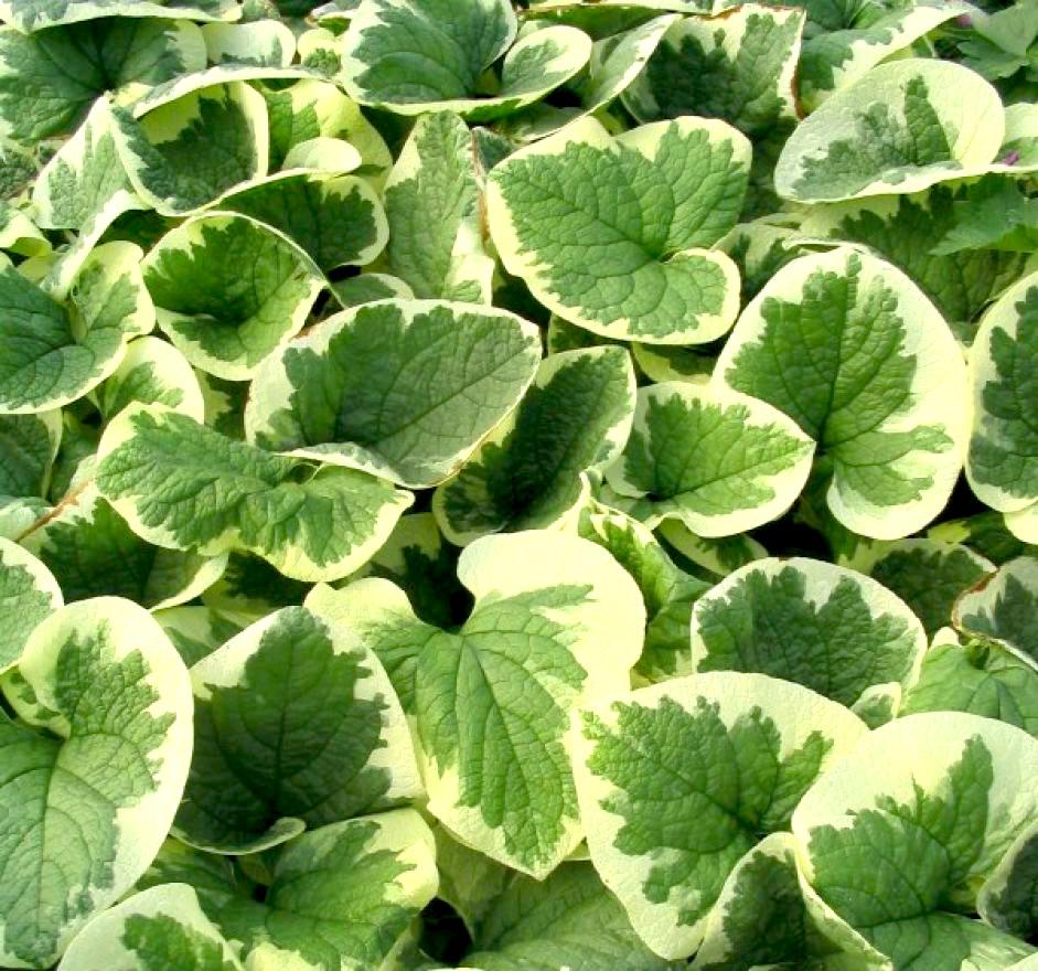 BRUNNERA macrophylla Variegata - Pépinière La Forêt